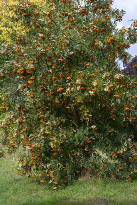 mountain ash 'Birgitta'