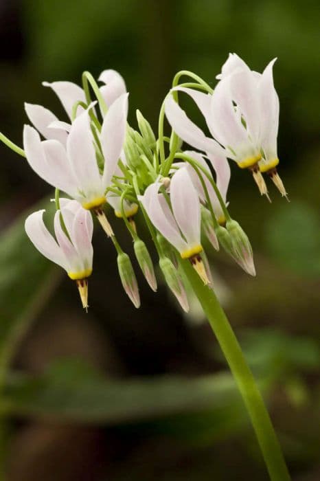 white-flowered American cowslip