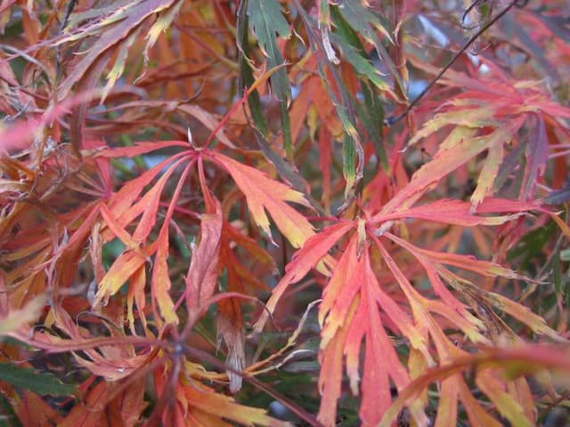 Japanese maple 'Ornatum'