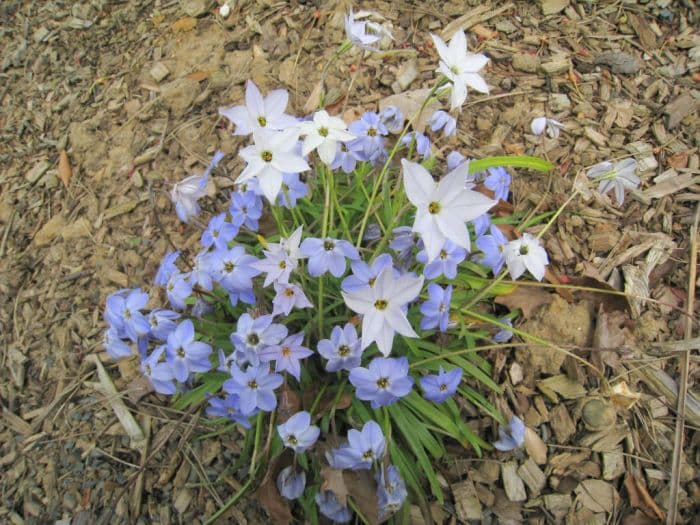 spring starflower 'Rolf Fiedler'