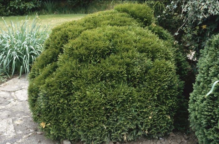 white cedar 'Danica'