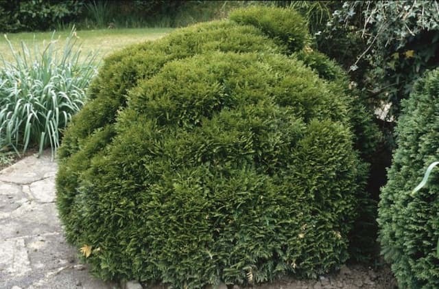 White cedar 'Danica'