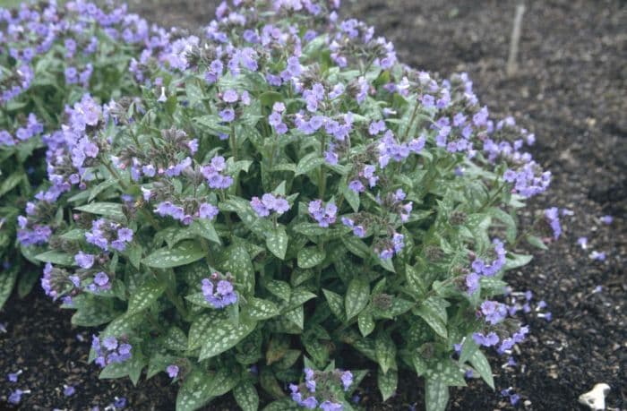 lungwort 'Lewis Palmer'