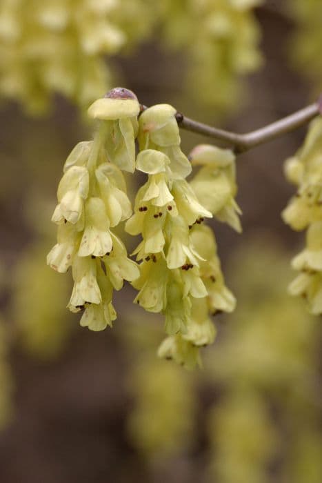 spike witch hazel