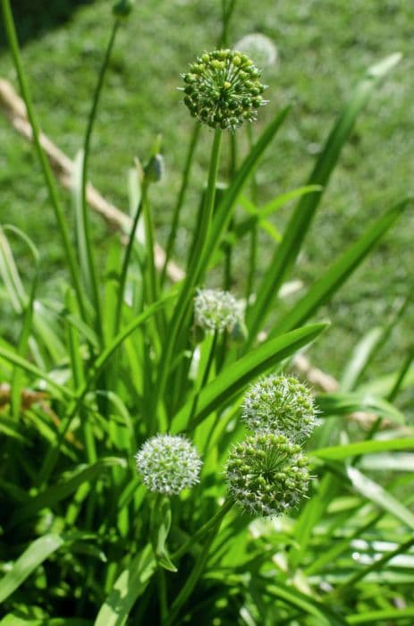 Hooker's onion 'Zorami'