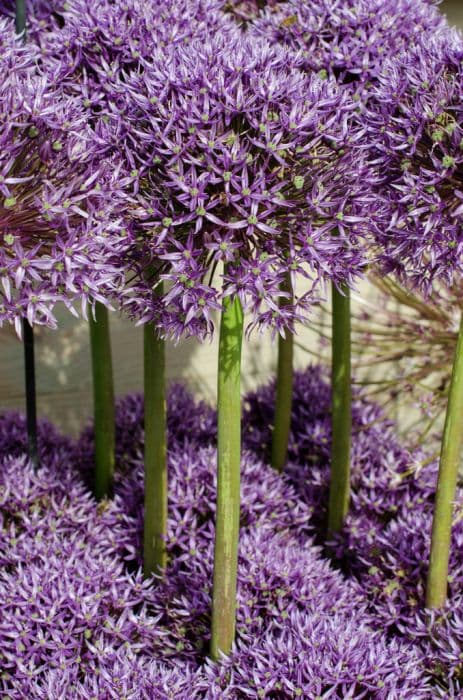 allium 'Jackpot'