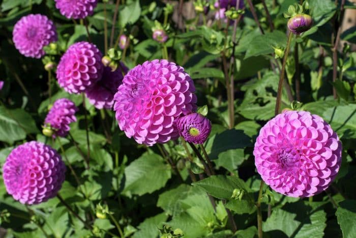 dahlia 'Westerton Folly'