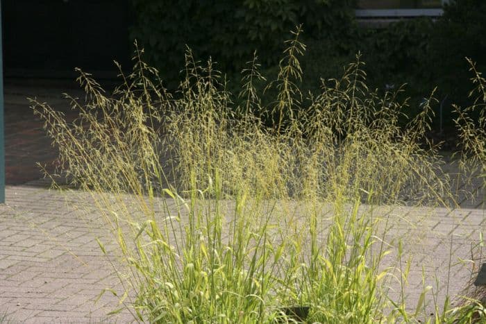 millet grass 'Yaffle'