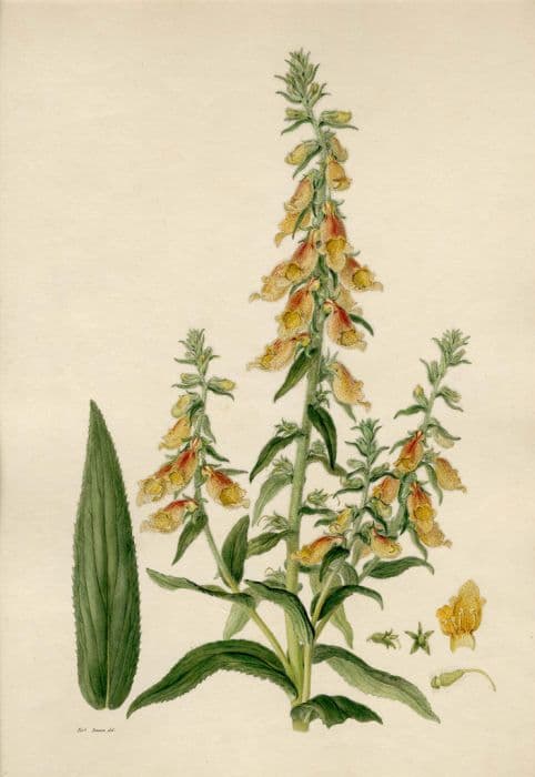 Siberian foxglove