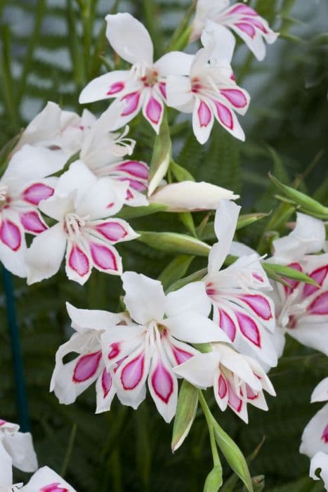 sword lily 'Prins Claus'