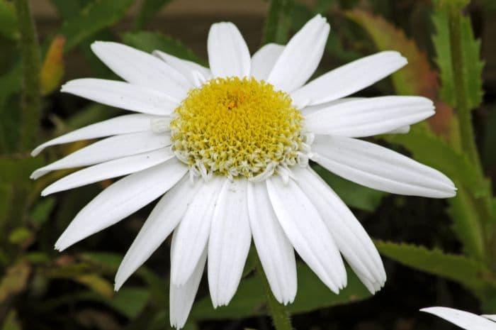 Shasta daisy 'Angel'