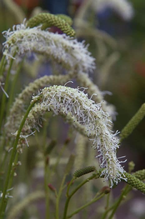 burnet 'Ivory Towers'