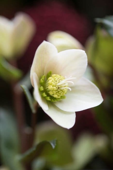 hellebore [HGC Shooting Star]