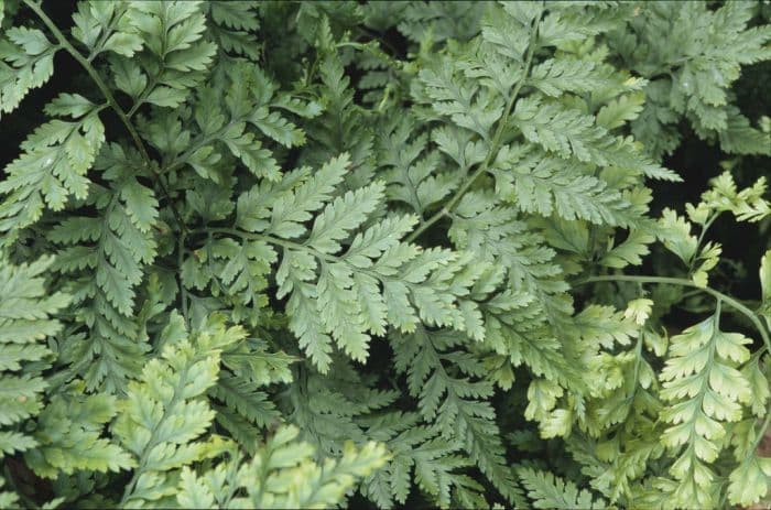 squirrel's foot fern