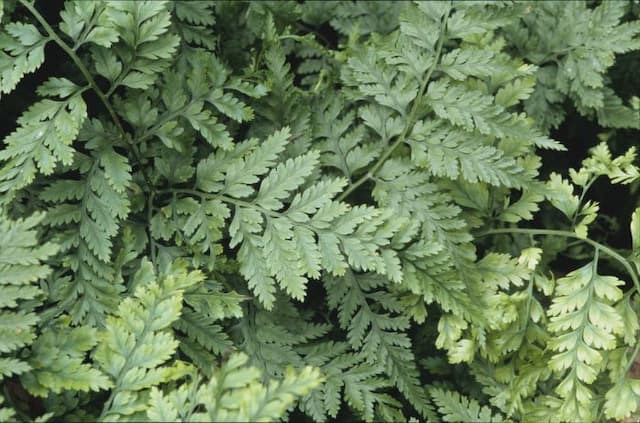 Squirrel's foot fern