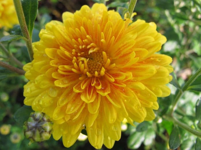 chrysanthemum 'Spartan Canary'