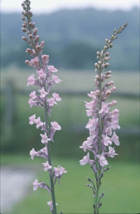 purple toadflax 'Canon Went'