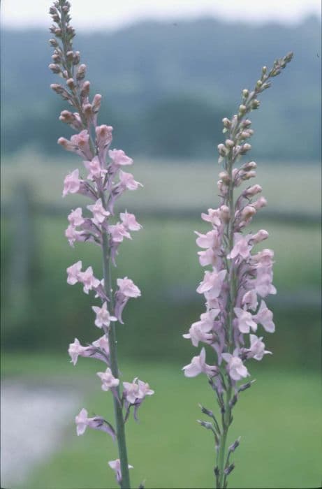 Purple toadflax 'Canon Went'
