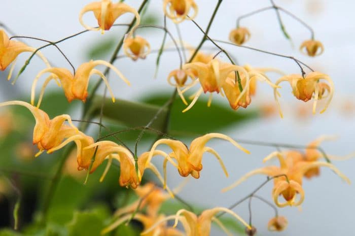 barrenwort 'Amber Queen'