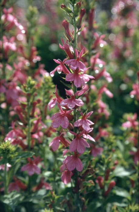 lobelia 'Fan Orchidrosa'