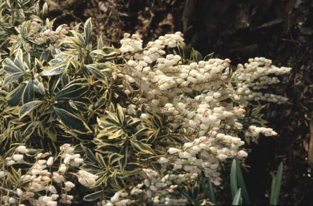 Pieris 'White Rim'