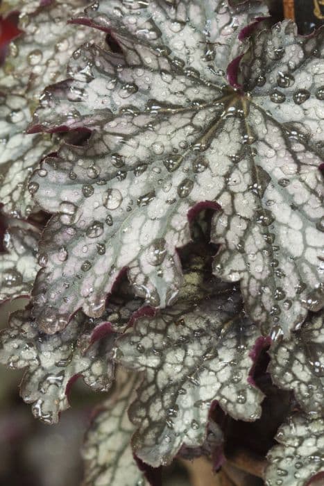 alum root 'Blackberry Jam'