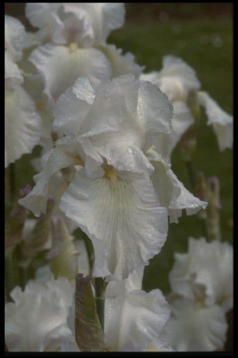 iris 'Ice Dancer'