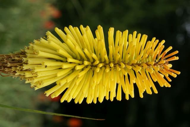 Red-hot poker 'Dorset Sentry'