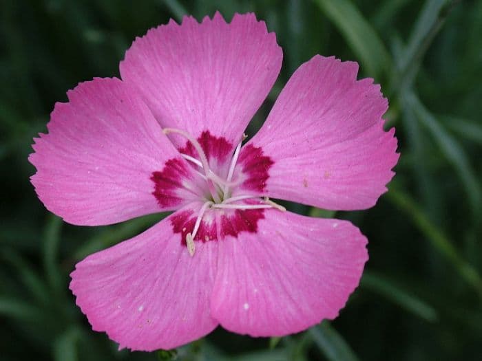 pink 'Ben Gascoigne'