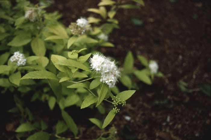 Japanese spiraea 'White Gold'