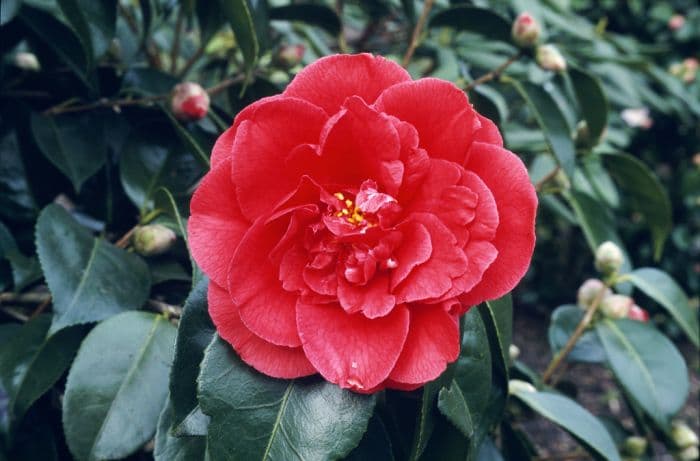 camellia 'Grand Prix'