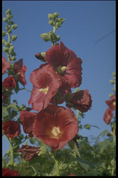 hollyhock