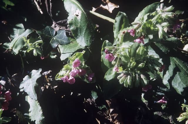 Red lungwort 'Redstart'