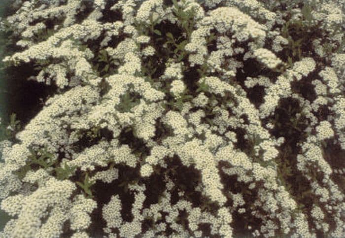 bridal wreath