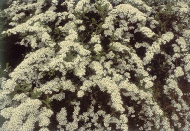 Bridal wreath