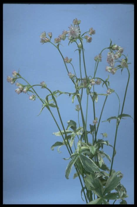 Masterwort 'Sunningdale Variegated'