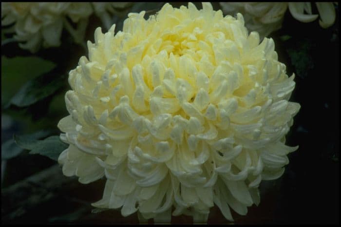 chrysanthemum 'White Allouise'