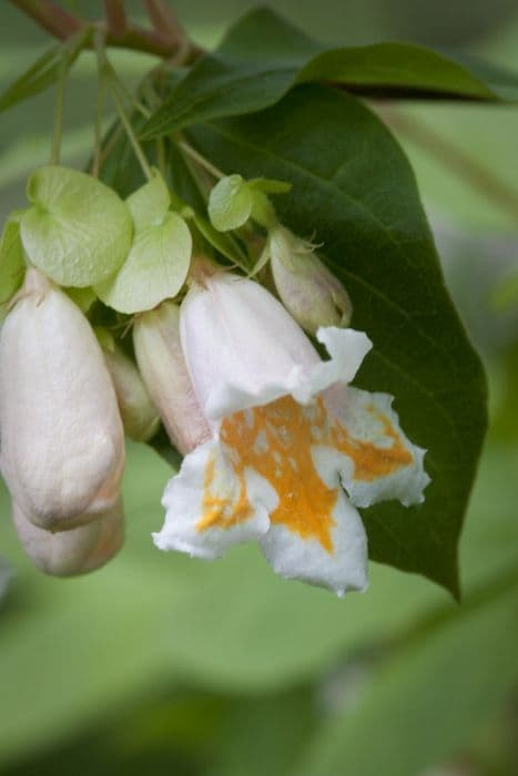 Yunnan honeysuckle