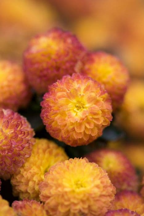 chrysanthemum 'Renoir'