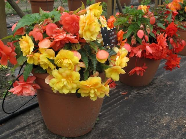 Begonia Illumination Series