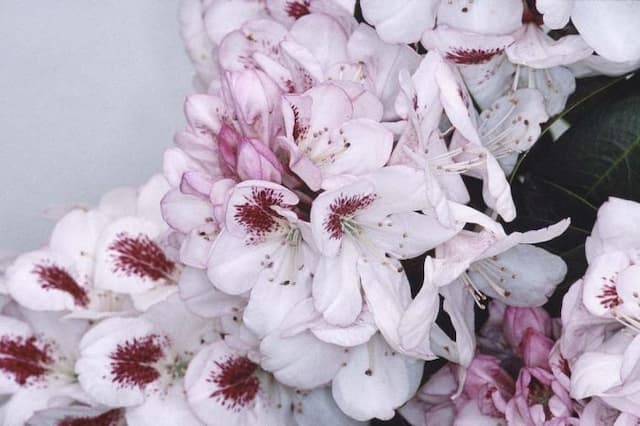 Rhododendron 'Mrs Lionel de Rothschild'