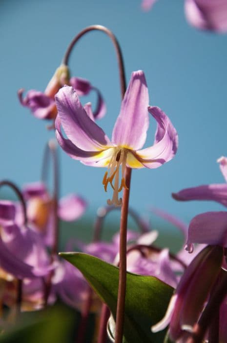 fawn lily 'Janice'