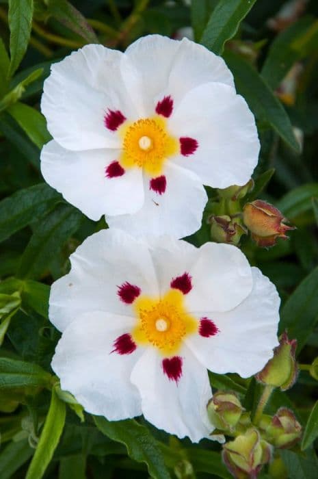 rock rose 'Jenkyn Place'