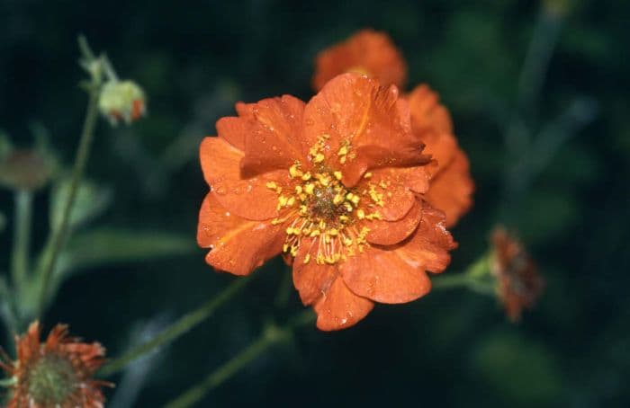 avens 'Mrs J. Bradshaw'