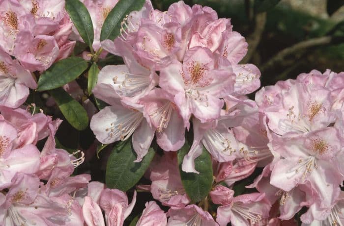 rhododendron 'Lady Clementine Mitford'