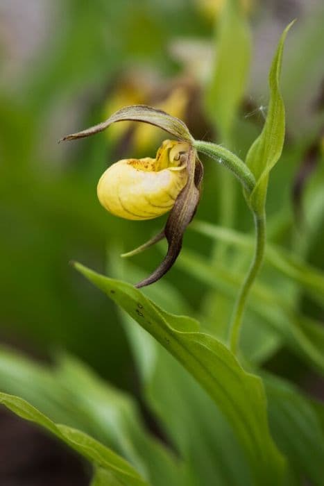 lady's slipper orchid Hank Small gx