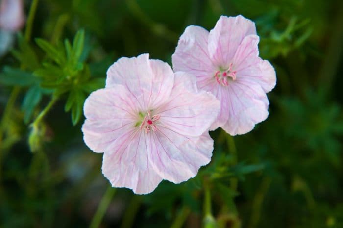 striped bloody cranesbill