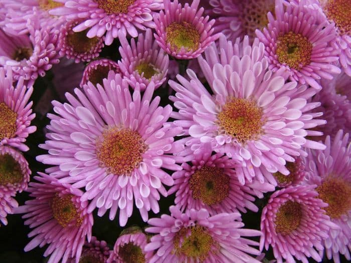 chrysanthemum 'Matisse'