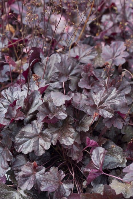 alum root 'Midnight Rose'