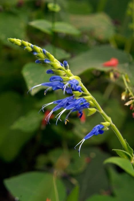 sage 'Peru Blue'